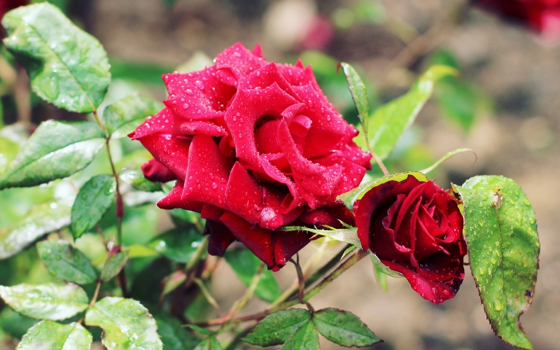 cách trồng hoa hồng đẹp