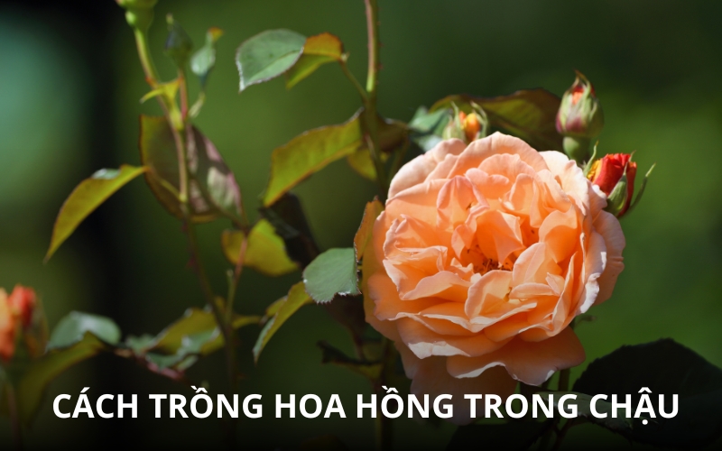 cách trồng hoa hồng trong chậu