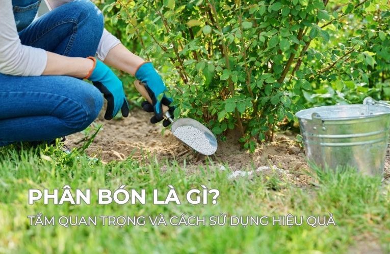 Phân Bón Là Gì? Tầm Quan Trọng Và Cách Sử Dụng Phân Bón Cho Cây Hiệu Quả 