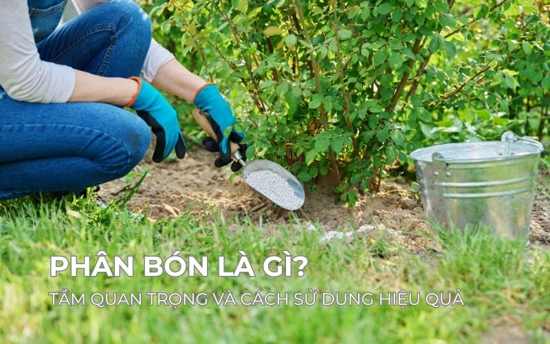 phân bón là gì
