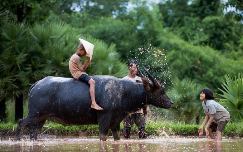 kinh nghiệm mua biển số xe tuổi sửu