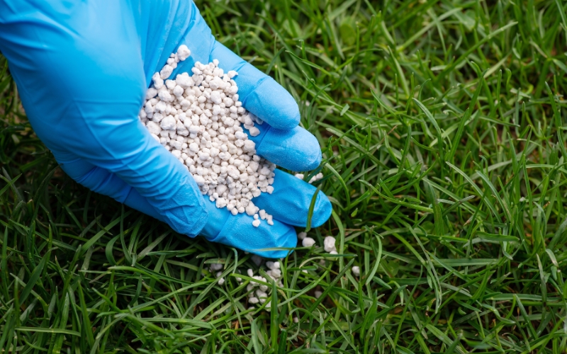 Bón phân cho cây cỏ lạc