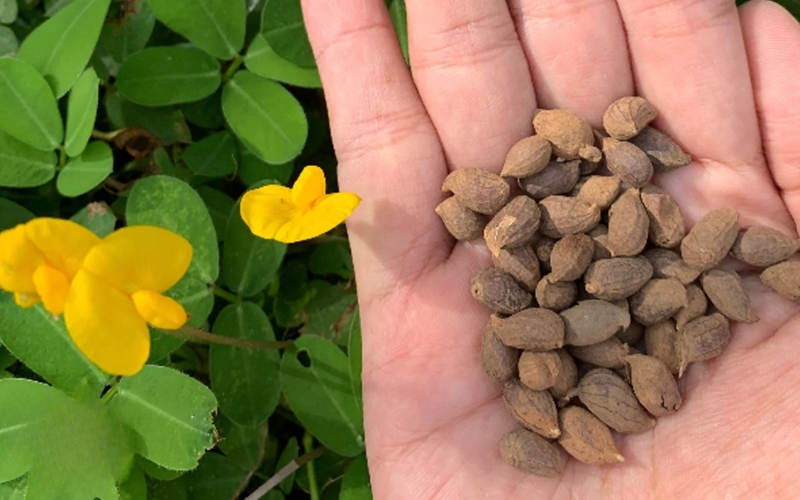 Chọn hạt giống cỏ lạc chất lượng