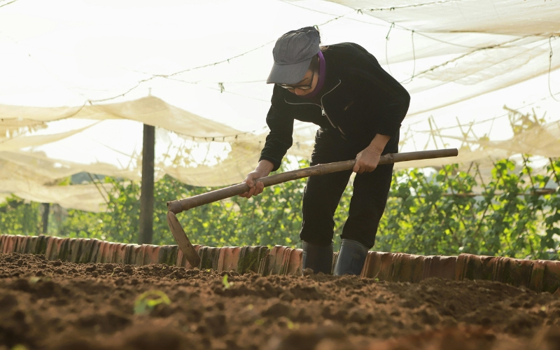 Làm sạch cỏ dại và san phẳng đất