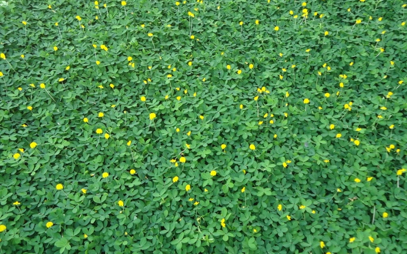 Đặc điểm và công dụng của cỏ lạc