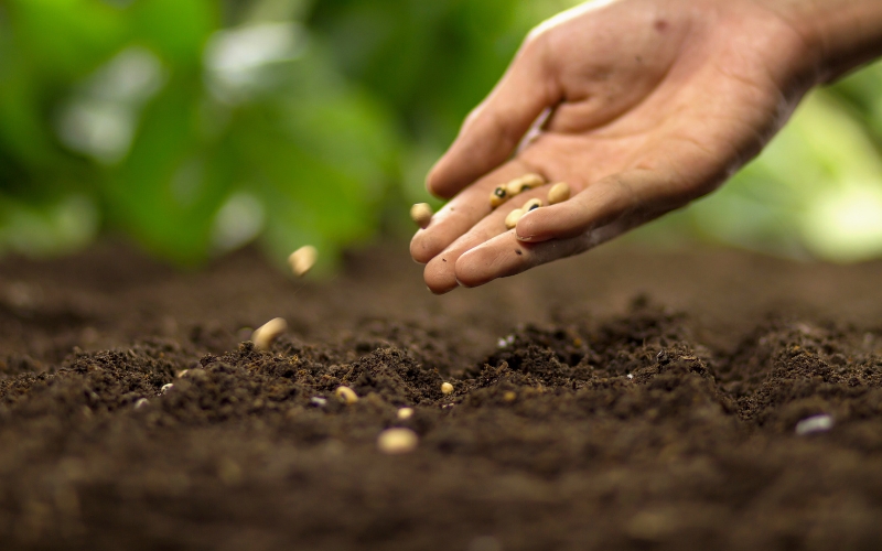 Gieo hạt cỏ lạc đúng kỹ thuật