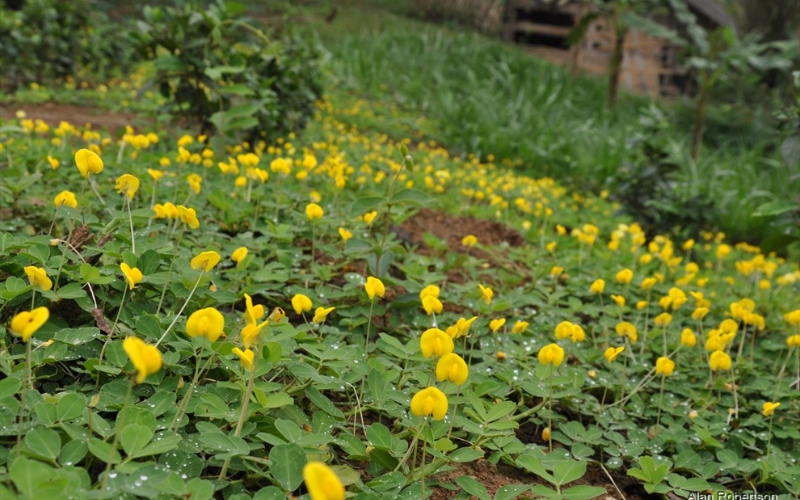 Lưu ý khi trồng cỏ lạc bằng hạt