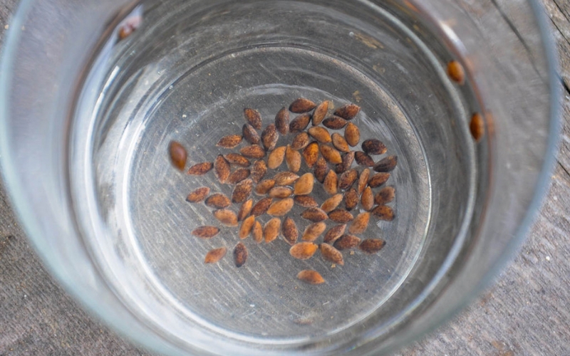 Ngâm hạt trong nước sạch