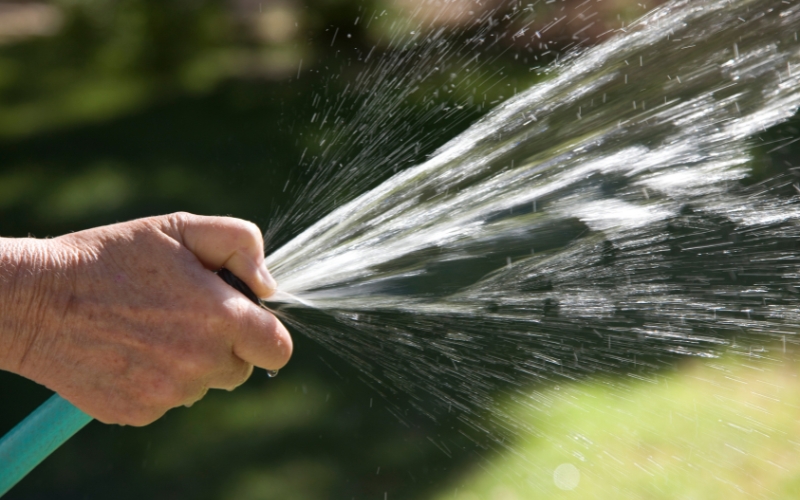 Tưới nước sau khi gieo hạt giống