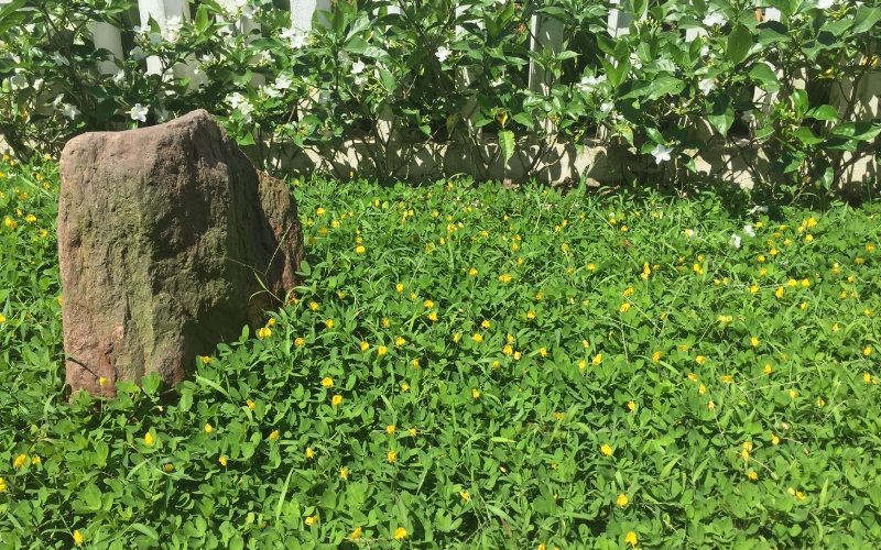 Thời gian sinh trưởng của cây cỏ lạc