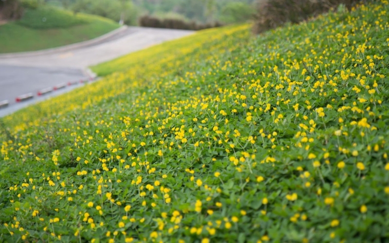 Thời vụ gieo hạt giống cỏ lạc tốt nhất