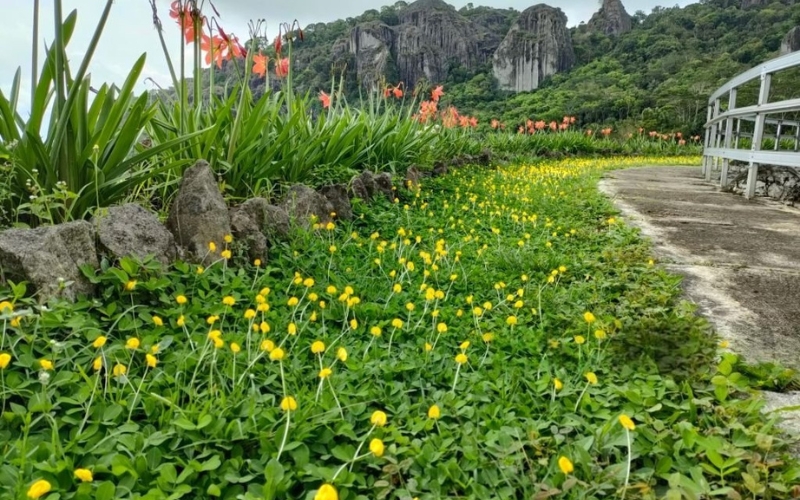 Ưu điểm của kỹ thuật trồng cỏ lạc bằng hạt